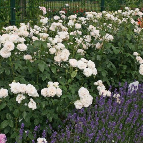 Biało - różowy - Róże pienne - z kwiatami hybrydowo herbacianymi - korona równomiernie ukształtowana